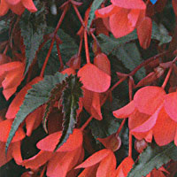 Begonia Bellfire