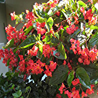 Begonia Dragonwing Red