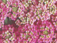 Alyssum Wonderland Pink