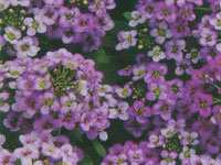 Alyssum Wonderland Purple