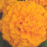 Marigold Inca II Orange