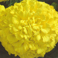 Marigold Inca II Yellow