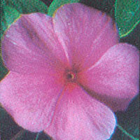 Vinca Pacifica Lilac
