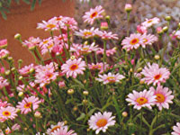 Argyranthemum Sassy Pink