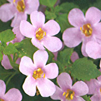 Bacopa Scopia Great Pink