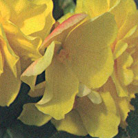 Begonia Mocca Yellow