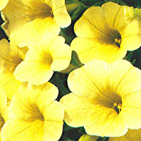 Calibrachoa Callie Yellow