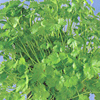 Herbs Cilantro Coriander