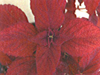 Coleus Crimson Velvet