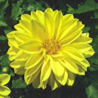 Dahlia Starsister Yellow