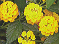 Lantana New Gold