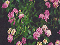 Lantana Pink Caprice