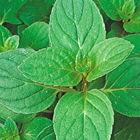 Herbs Mint Peppermint