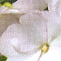 New Guinea Impatiens Compact Sonic White