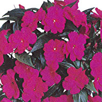 New Guinea Impatiens Dark Violet