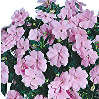 New Guinea Impatiens Harmony Light Orchid