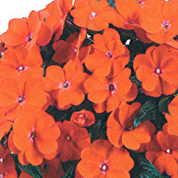 New Guinea Impatiens Harmony Orange Blaze