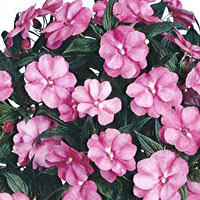 New Guinea Impatiens Harmony Pink Cream