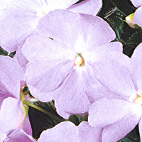 New Guinea Impatiens Sonic Light Lavender