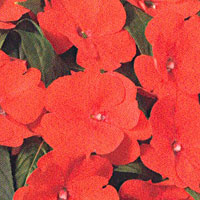 New Guinea Impatiens Sonic Orange