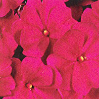 New Guinea Impatiens Sonic Purple