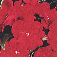 New Guinea Impatiens Sonic Red