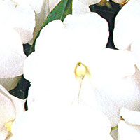 New Guinea Impatiens Sonic White