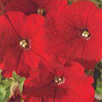 Petunia Whispers Red