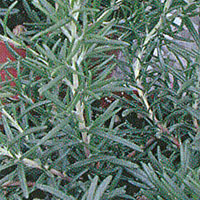 Herbs Rosemary Barbeque