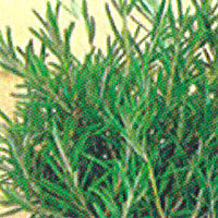 Herbs Rosemary Prostrate
