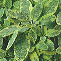 Herbs Sage Golden Variegated