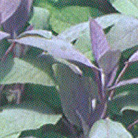 Herbs Sage Purple