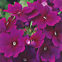 Verbena Lanai Royal Purple