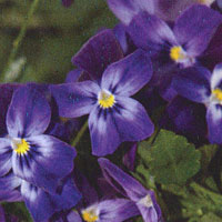 Viola Violina Purple Blue
