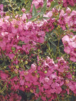 Angelonia Carita Cascade Deep Pink