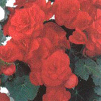 Begonia Solenia Red