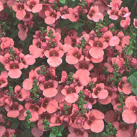 Diascia Flying Colors Coral