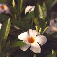 Mandevilla Boliviensis White
