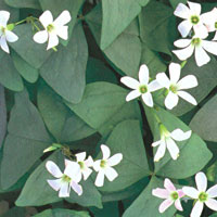 Oxalis Charmed Jade