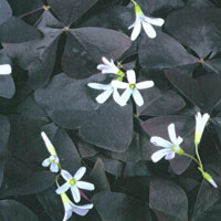 Oxalis Charmed Velvet