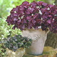 Oxalis Charmed Wine