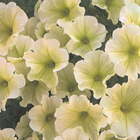 Petunia Supertinia Lemon Plume