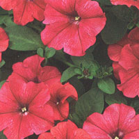 Petunia Supertinia Red