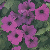 Petunia Supertinia Royal Magenta