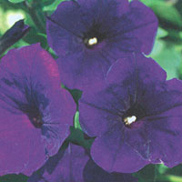 Petunia Supertinia Royal Velvet