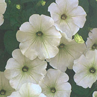 Petunia Supertunia White