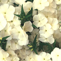 Pholx Intensia White