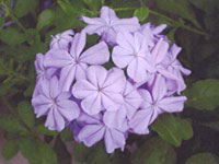 Plumbago Imperial Blue