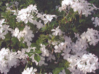 Plumbago White