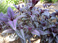 Strobilanthes-Persian-Sheild